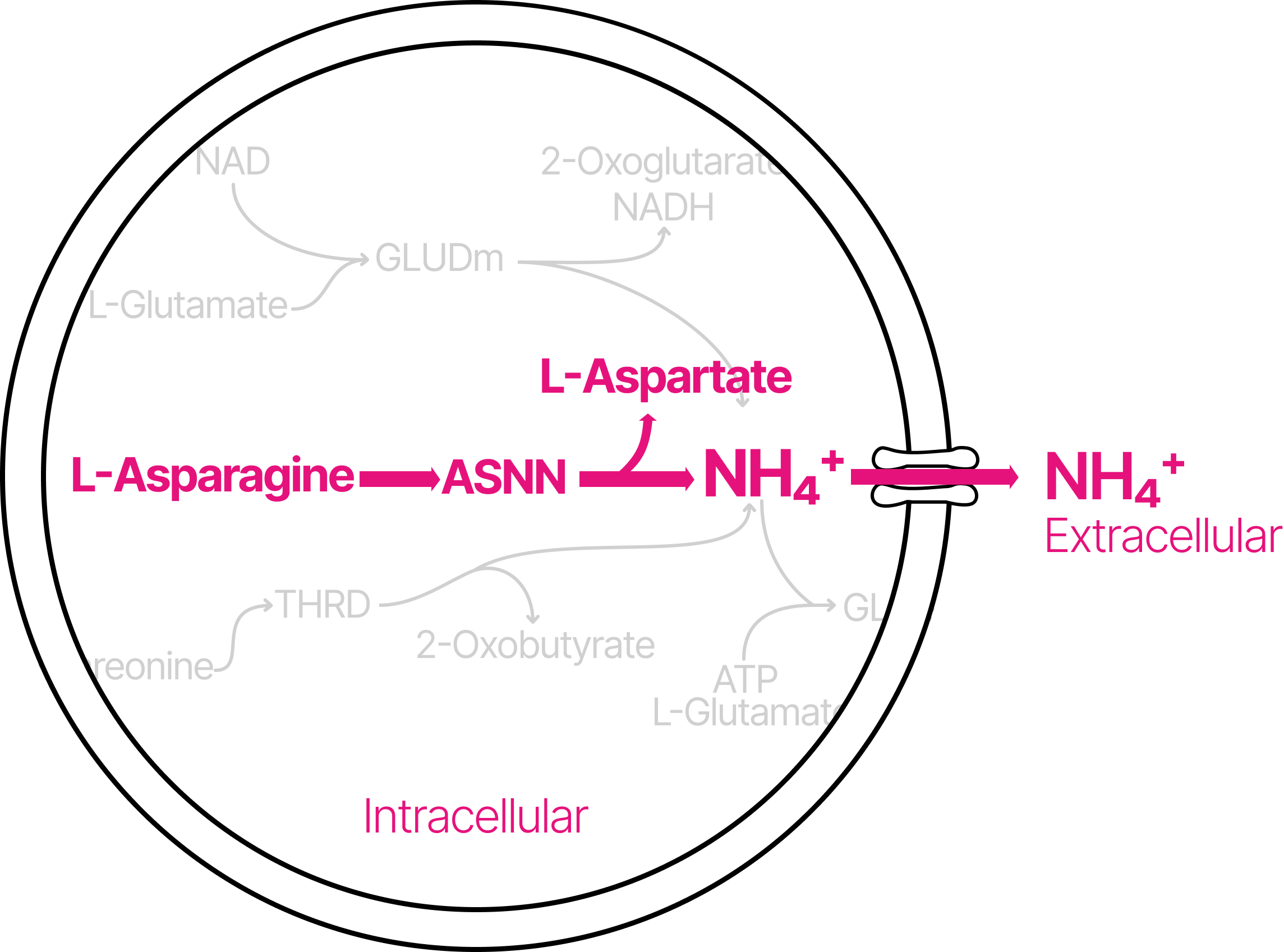 Metabolic pathway diagram showing L-Asparagine degrading via ASNN into intracellular NH4+, which crosses the membrane to become extracellular NH4+