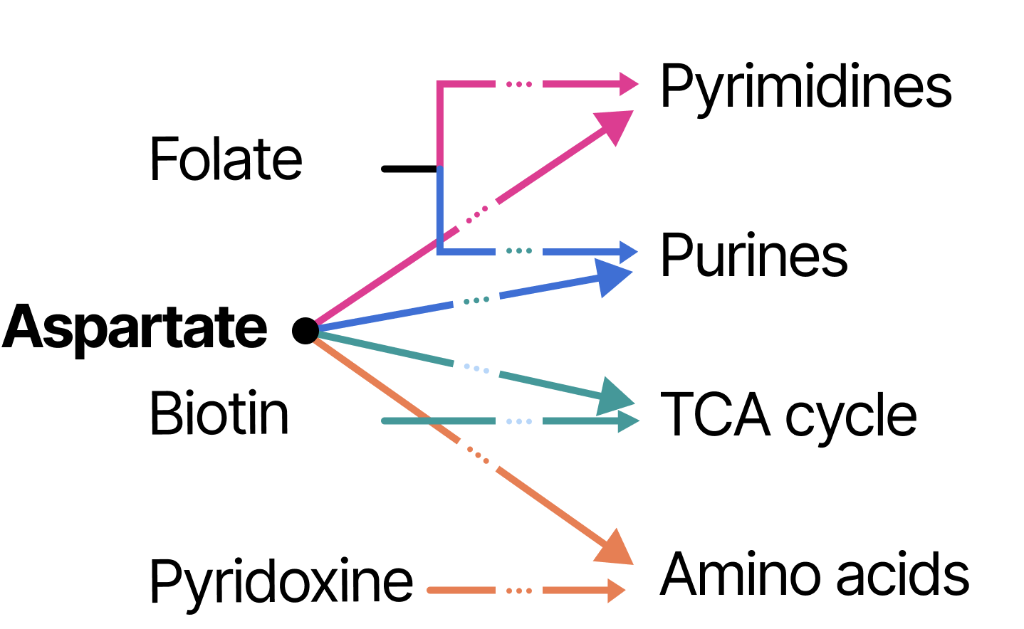 Diagram showing Aspartate feeding into pyrimidines and purines, with Folate, Biotin, and Pyridoxine as compensating inputs